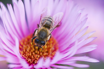 Image showing Bee on a beautiful flower 