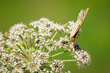 Image showing Orange butterfly