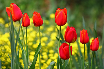 Image showing Red tulips in a row 