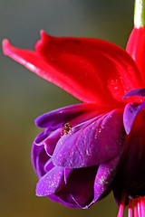 Image showing 	Ant on the flower