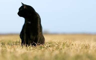 Image showing Silhouette of black cat at sunset