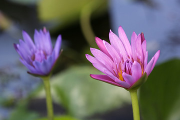 Image showing Two Lotus blossom 