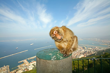 Image showing 	Gibraltar Monkey