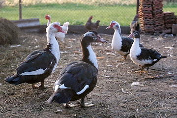 Image showing Domestic duck 