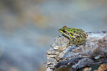 Image showing 	A Green frog on a dry wood