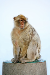 Image showing 	Monkey on a concrete pole