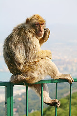 Image showing 	Monkey on a fence