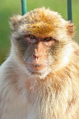 Image showing 	Monkey Barbary macaques