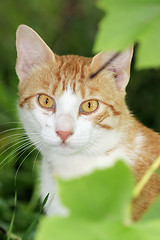 Image showing 	Cat in the bush