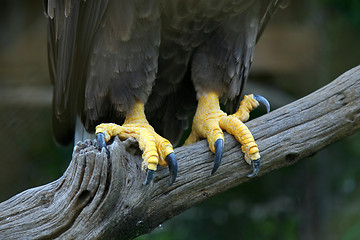 Image showing Eagle feet 