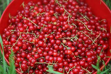 Image showing 	Currants