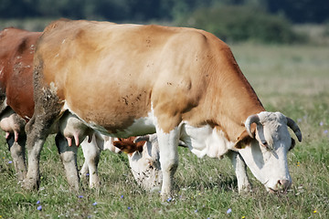 Image showing Light brown cow 