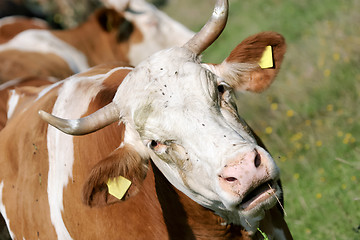 Image showing Cow 