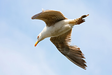 Image showing Flying seagull 