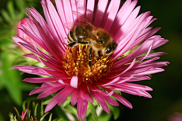 Image showing Bee collect pollen from the pink aster flower