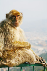 Image showing 	Monkey siting on the fence