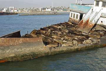 Image showing 	Abandoned ship with sea lions#7