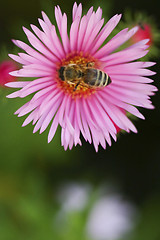 Image showing Bee on a flower Astor 