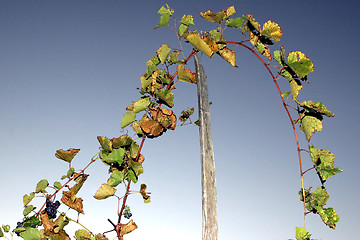 Image showing Grape stalks with sky