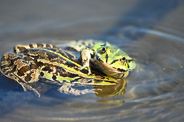 Image showing Green frogs are playing