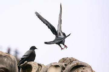 Image showing Pigeon lands on the statue from the back