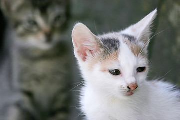 Image showing 	White kitten