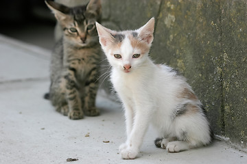 Image showing 	Kitten