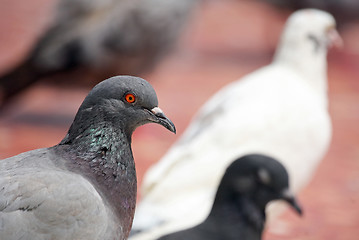 Image showing Portrait of a gray dove 