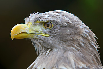 Image showing Eagle 