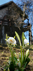 Image showing Three plant snowdrops 