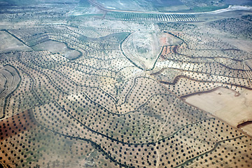 Image showing 	Plantation of olives