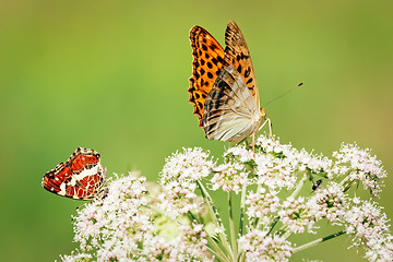 Image showing 	Red and orange butterflies