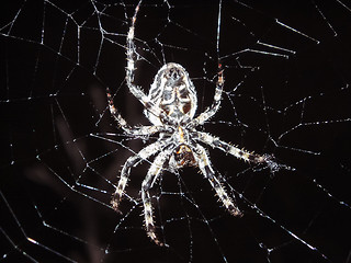 Image showing 	Spider