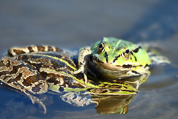 Image showing Edible green frogs are playing