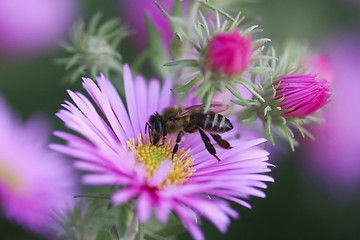 Image showing Aster flower with bee 