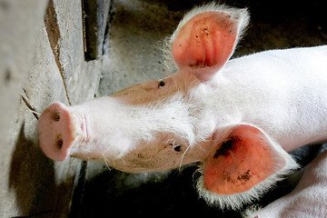 Image showing Pig portrait