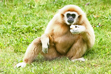 Image showing 	Lar Gibbon eating