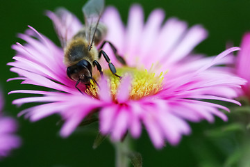 Image showing Bee colecting pollen on the flower