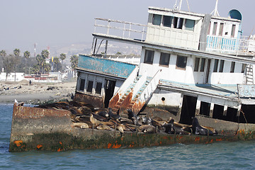 Image showing 	Abandoned ship with sea lions