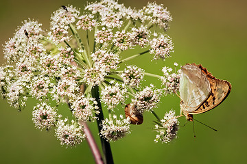 Image showing 	Orange butterfly on white flower