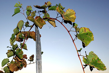 Image showing Grape stalks