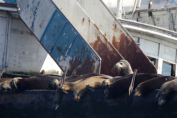 Image showing 	Sea lions on the ship