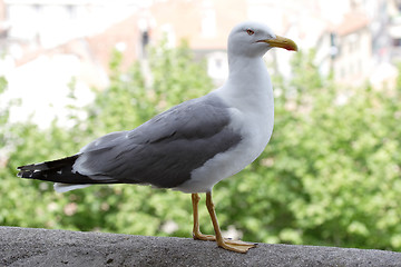 Image showing Seagull