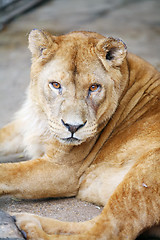 Image showing 	Female lion lying down