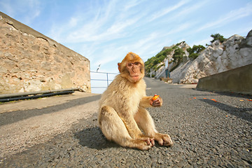 Image showing 	Monkey sitting on the road