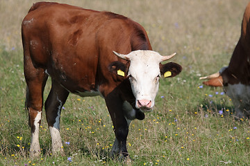 Image showing Brown white cow