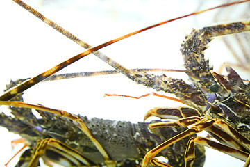 Image showing Close up of Lobster