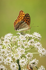 Image showing One orange butterfly