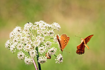 Image showing 	Orange butterflys