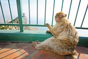 Image showing 	Gibraltar Monkey on the lookout